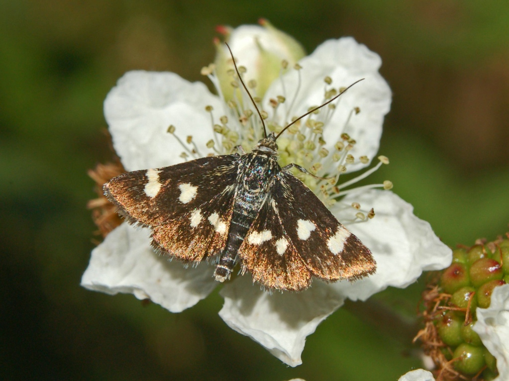 Lepidottero da identificare